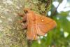 Odonestis pruni